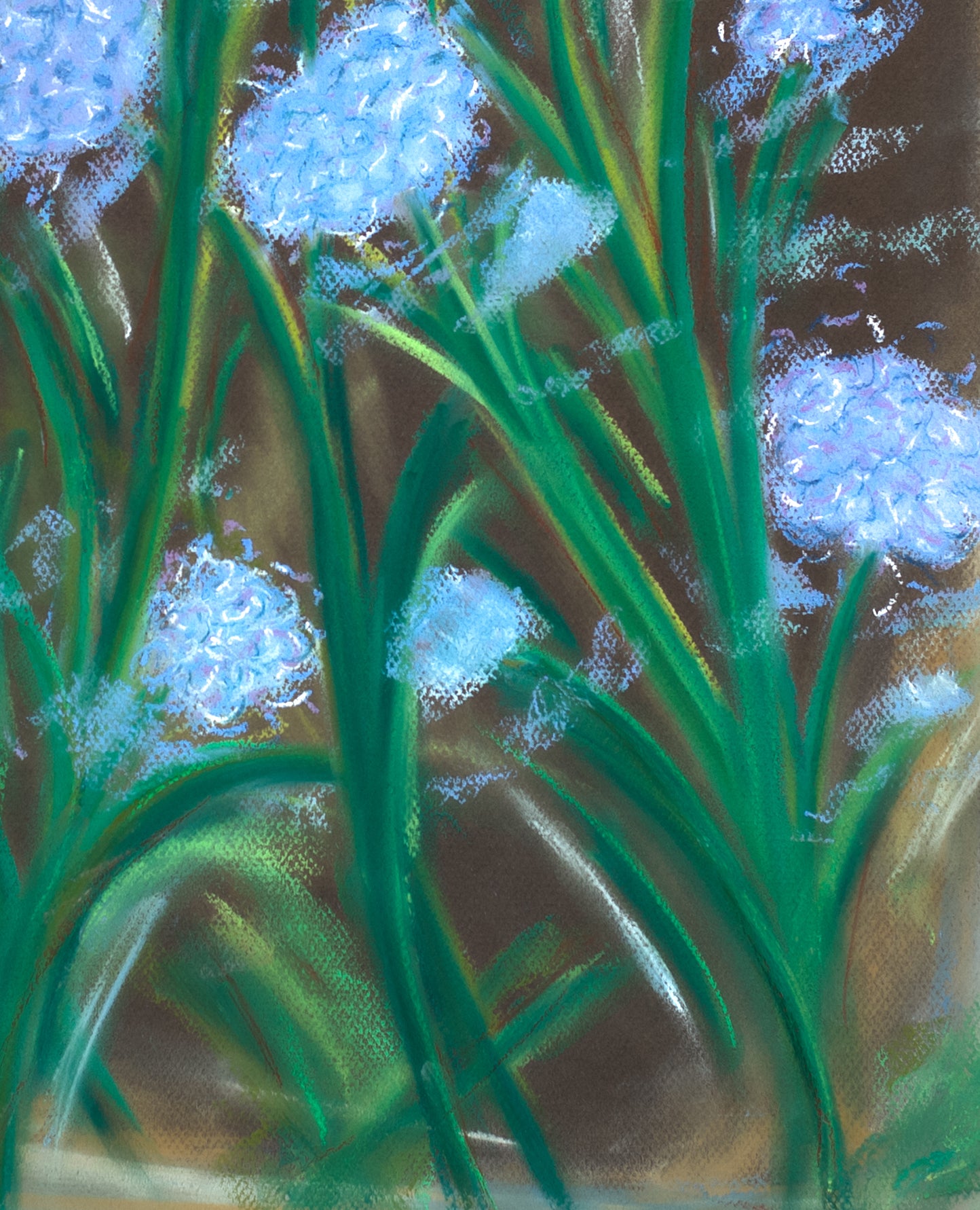 Hydrangea Breeze